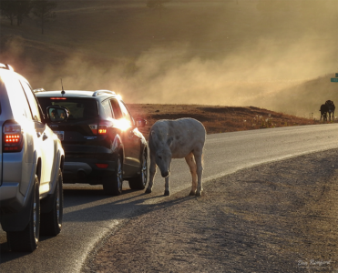 Donkey Stop - SD